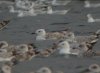 Caspian Gull at Paglesham Lagoon (Steve Arlow) (107342 bytes)